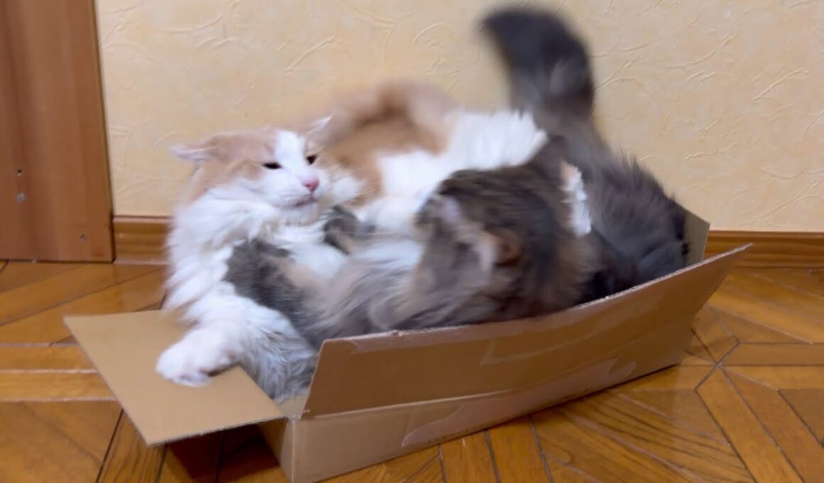 【衝撃🫨】平和だったダンボールが一変…！？ノルウェージャンフォレストキャットとターキッシュアンゴラ