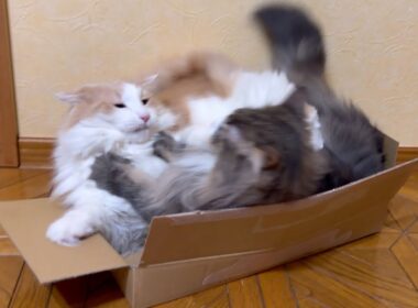 【衝撃🫨】平和だったダンボールが一変…！？ノルウェージャンフォレストキャットとターキッシュアンゴラ