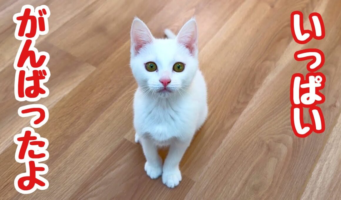 【ご報告】白血病陽性の保護子猫｜最後の再検査の結果