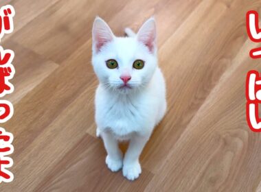 【ご報告】白血病陽性の保護子猫｜最後の再検査の結果