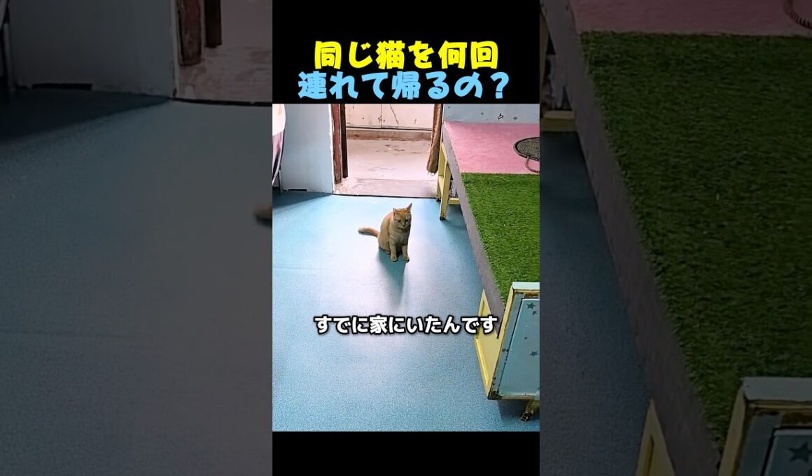 猫の家族作り🐈