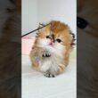 可愛いが止まらない｜Explosion of cuteness#cat#adorable #catvideos #kitten #子猫