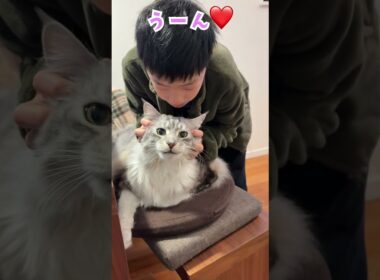 朝、少年と会話しながら見送る大型猫メインクーン#short