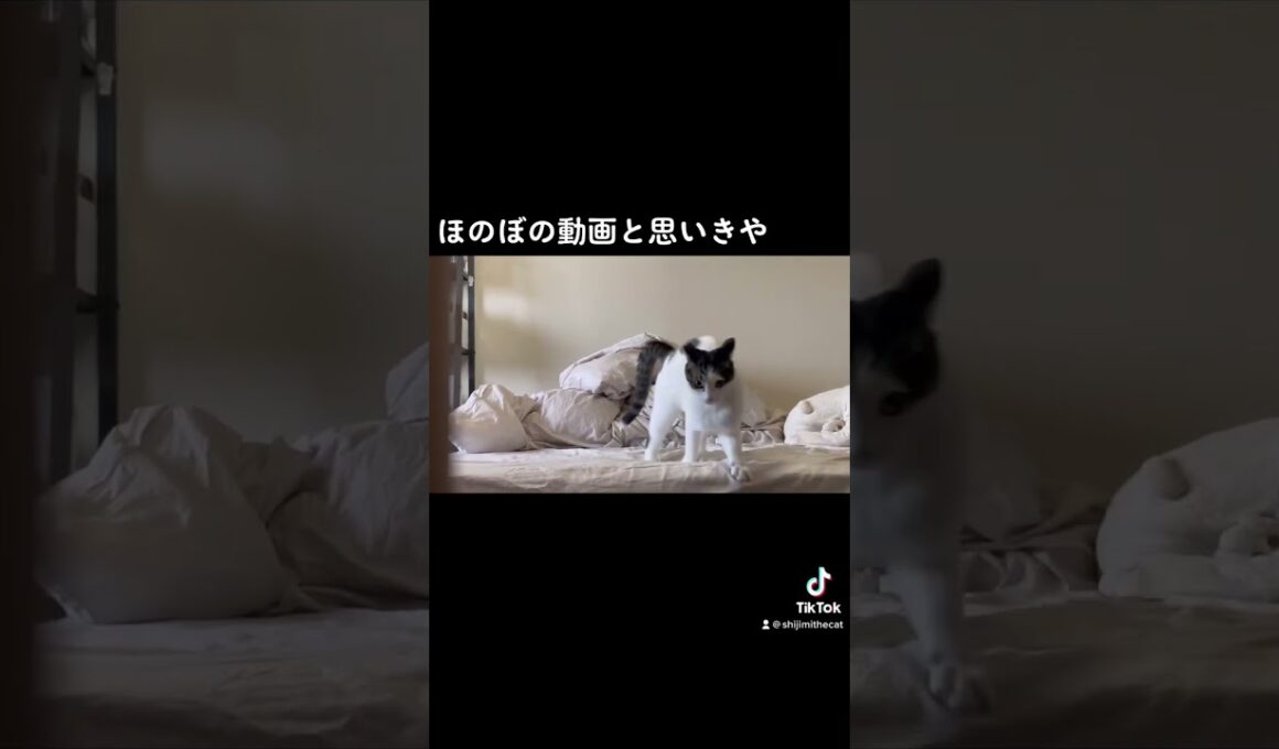 やんないよ　#ねこ #shorts