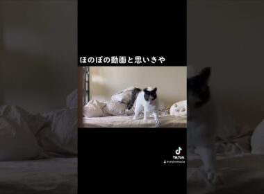 やんないよ　#ねこ #shorts