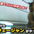 野良猫食堂にノルウェージャンとスコティッシュフォールドが来店