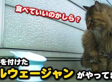 野良猫食堂にノルウェージャンとスコティッシュフォールドが来店