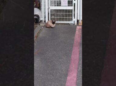 夕暮れにシャム猫っぽいの。【お外の動物その622】#shorts