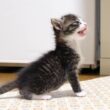 カワイイ鳴き声で起こされた赤ちゃん子猫がミルクミルクとママにおねだりする？【赤ちゃん猫　保護猫】