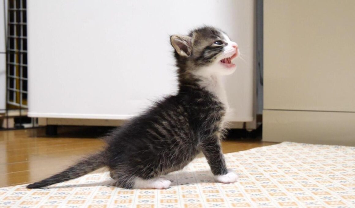 カワイイ鳴き声で起こされた赤ちゃん子猫がミルクミルクとママにおねだりする？【赤ちゃん猫　保護猫】