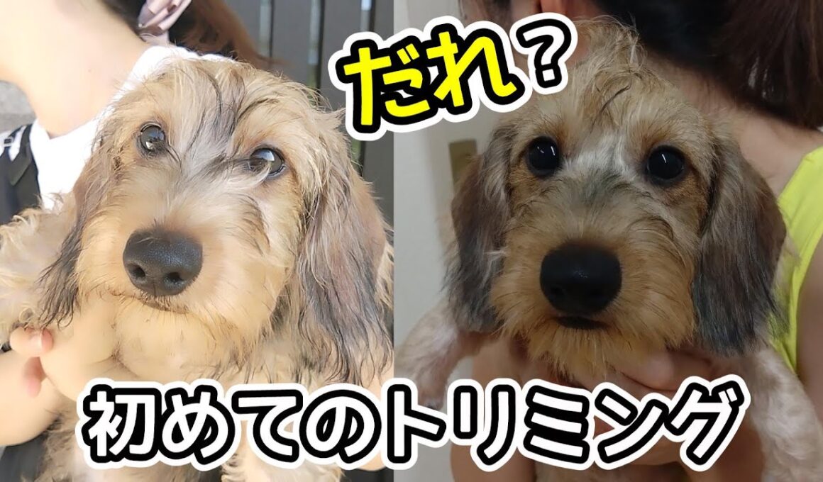 初めてのトリミングで別人（別犬）のようにに変身した【ミニチュアダックスフンド】ドッグラン追加アイテム