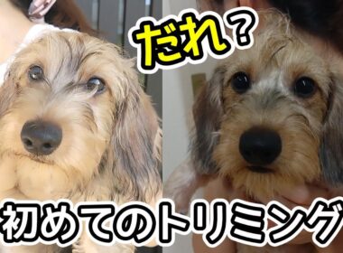 初めてのトリミングで別人（別犬）のようにに変身した【ミニチュアダックスフンド】ドッグラン追加アイテム