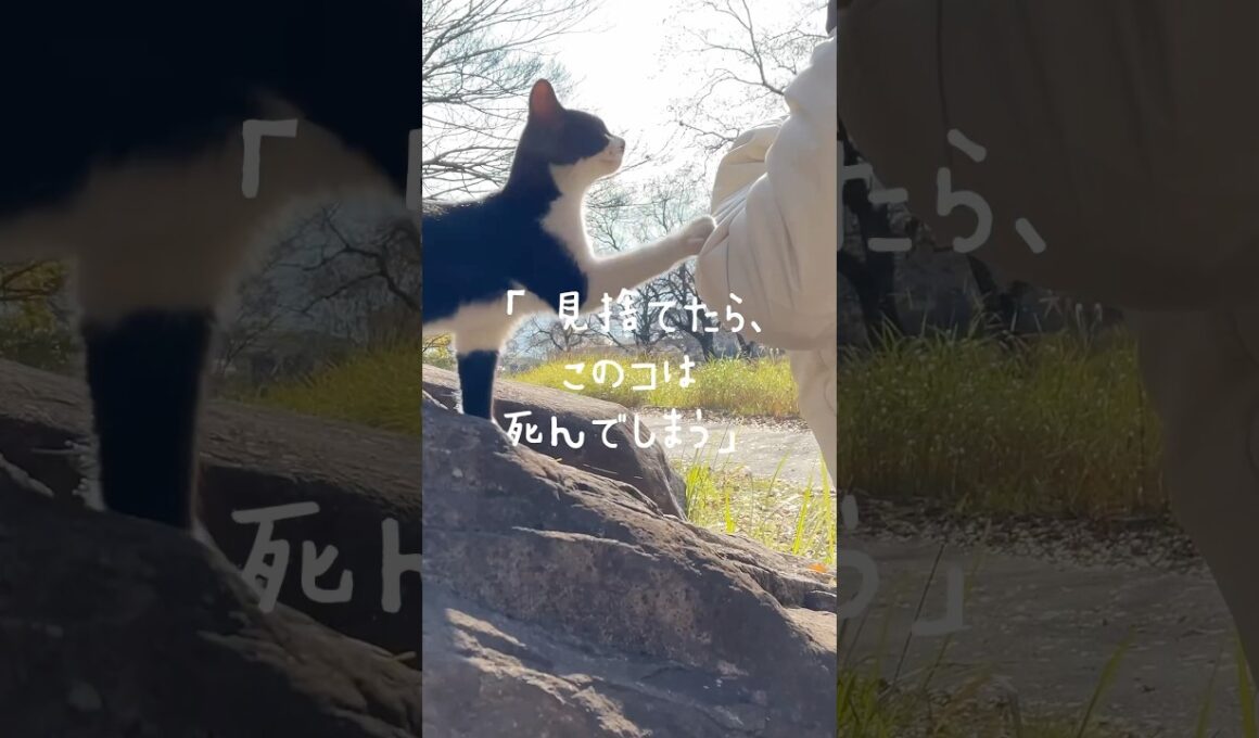 【激痩せ子猫保護】見捨てられぬ小さな命 01