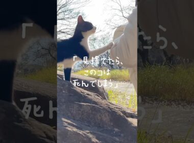 【激痩せ子猫保護】見捨てられぬ小さな命 01