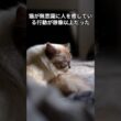 猫が無意識に人を癒している行動が想像以上だった　 #猫 #雑学 #ねこ #猫のいる生活 #猫好き #猫の雑学 #ネコ #名もなき風景 #cat