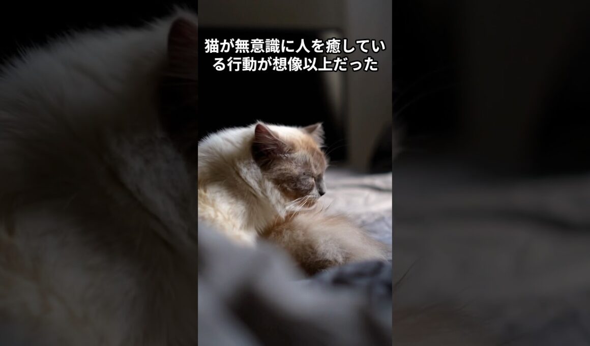 猫が無意識に人を癒している行動が想像以上だった　 #猫 #雑学 #ねこ #猫のいる生活 #猫好き #猫の雑学 #ネコ #名もなき風景 #cat
