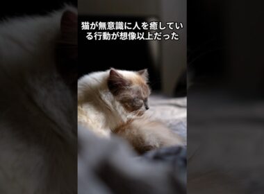 猫が無意識に人を癒している行動が想像以上だった　 #猫 #雑学 #ねこ #猫のいる生活 #猫好き #猫の雑学 #ネコ #名もなき風景 #cat
