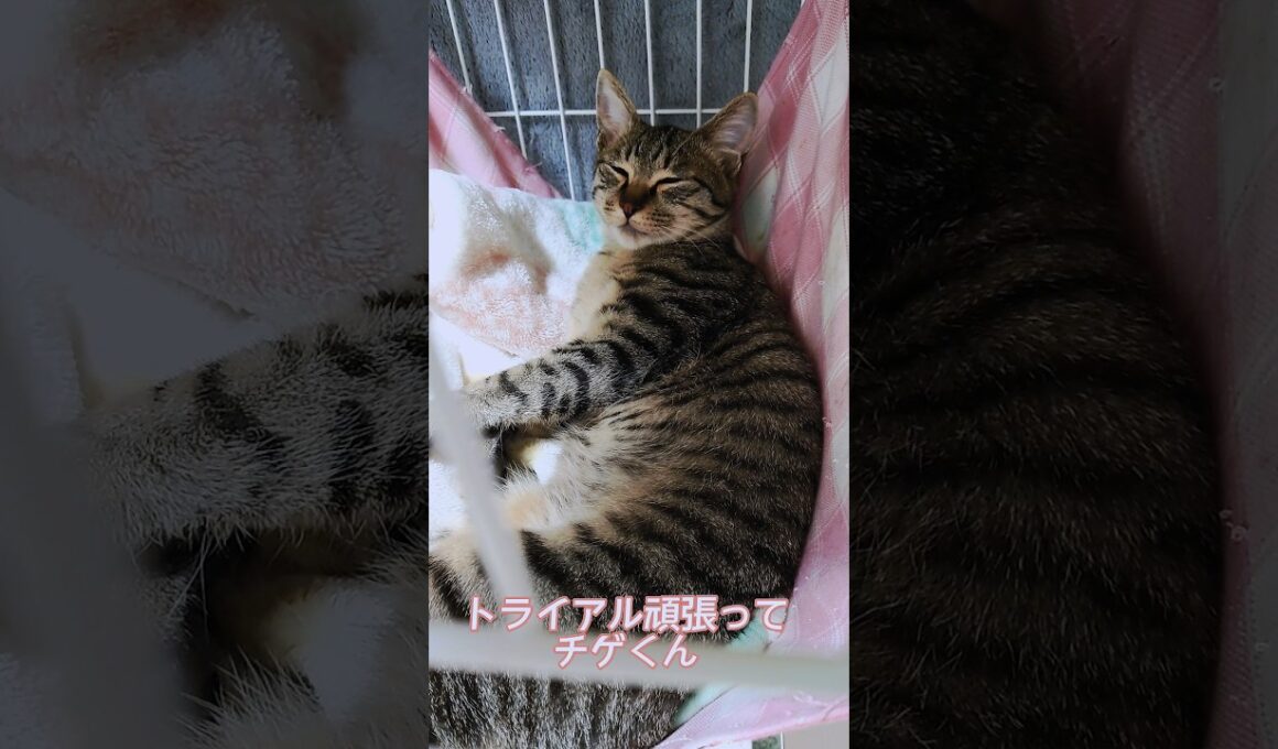 トライアルに出る少し前に撮影したチゲくんです。お世話係のお姉さんに抱っこされて嬉しそうでした。高速充電中のチゲくんも可愛いのでよかったら見てください。 #幸せのタネ製造所cafeモフモフ社