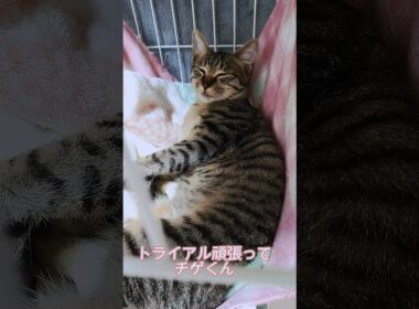 トライアルに出る少し前に撮影したチゲくんです。お世話係のお姉さんに抱っこされて嬉しそうでした。高速充電中のチゲくんも可愛いのでよかったら見てください。 #幸せのタネ製造所cafeモフモフ社