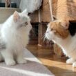 子猫とママ猫が初めて出会ったら、まさかのこうなった…！？