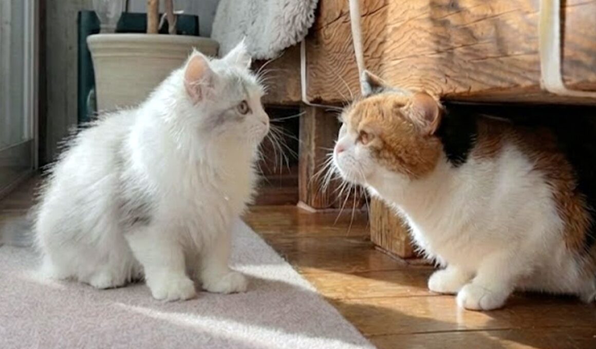 子猫とママ猫が初めて出会ったら、まさかのこうなった…！？