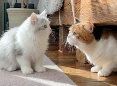 子猫とママ猫が初めて出会ったら、まさかのこうなった…！？