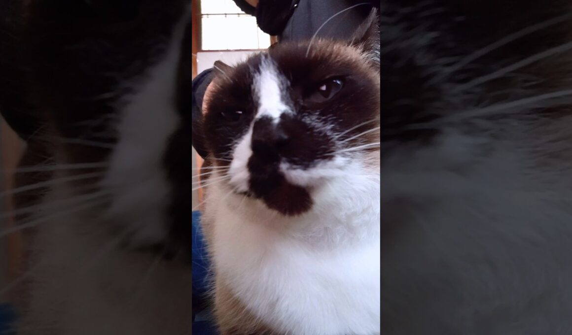 シャム猫さんの朝#猫 #ねこ #cat #Shorts