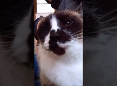 シャム猫さんの朝#猫 #ねこ #cat #Shorts