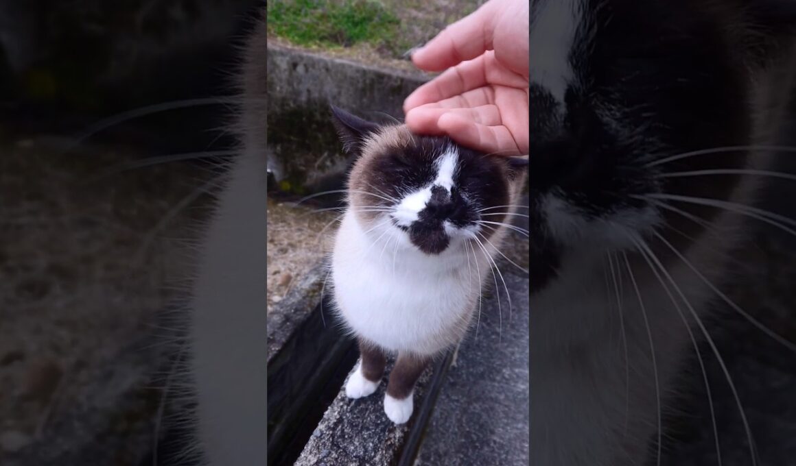 午後のシャム猫さん動画🐾#猫 #ねこ #cat #Shorts