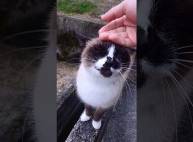 午後のシャム猫さん動画🐾#猫 #ねこ #cat #Shorts