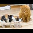 大人用のご飯を前に豹変した子猫と呆然とする先住猫