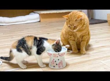 大人用のご飯を前に豹変した子猫と呆然とする先住猫