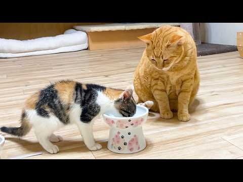大人用のご飯を前に豹変した子猫と呆然とする先住猫