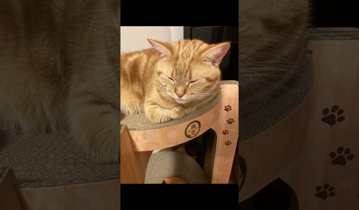 爆睡中 猫 寝かた アメリカンショートヘア cat