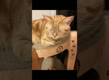 爆睡中 猫 寝かた アメリカンショートヘア cat