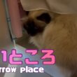 バーマン猫ガブとラフ【狭いところ】Narrow place（バーマン猫）Birman/Cat