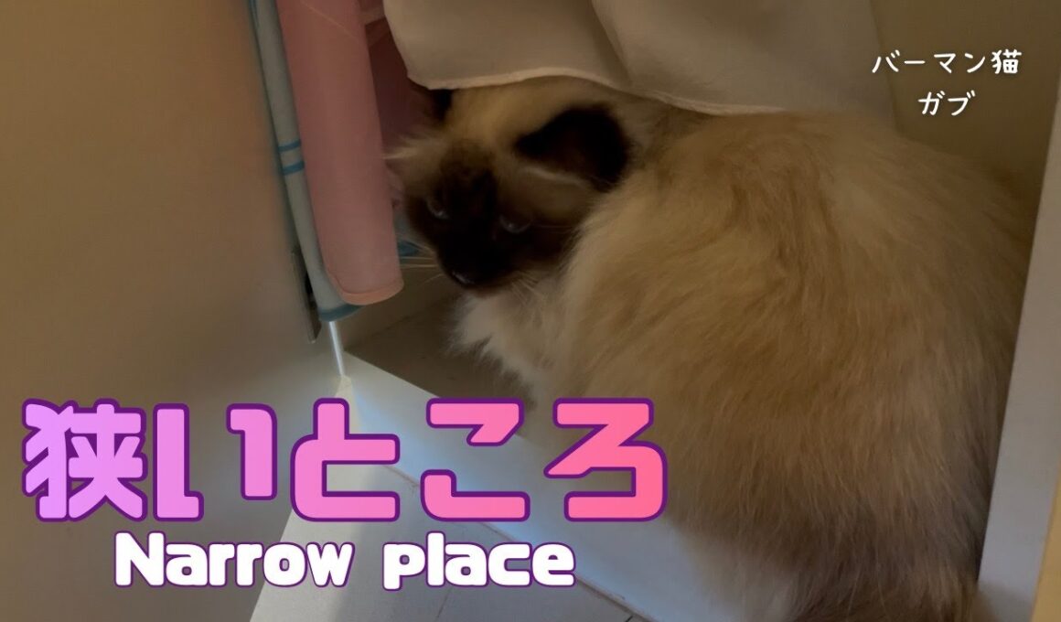 バーマン猫ガブとラフ【狭いところ】Narrow place（バーマン猫）Birman/Cat