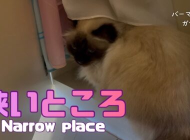 バーマン猫ガブとラフ【狭いところ】Narrow place（バーマン猫）Birman/Cat