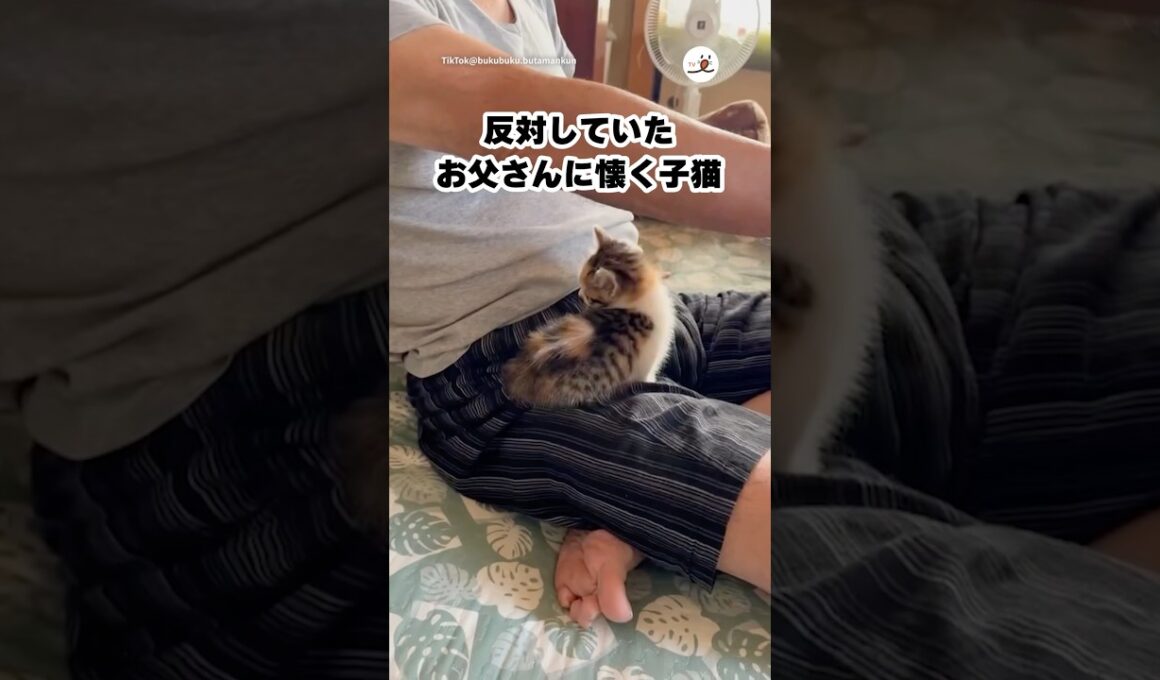 反対してたほどメロメロになる現象｜PECO