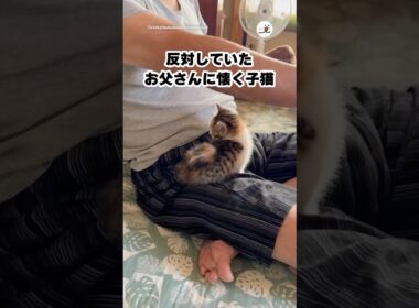 反対してたほどメロメロになる現象｜PECO