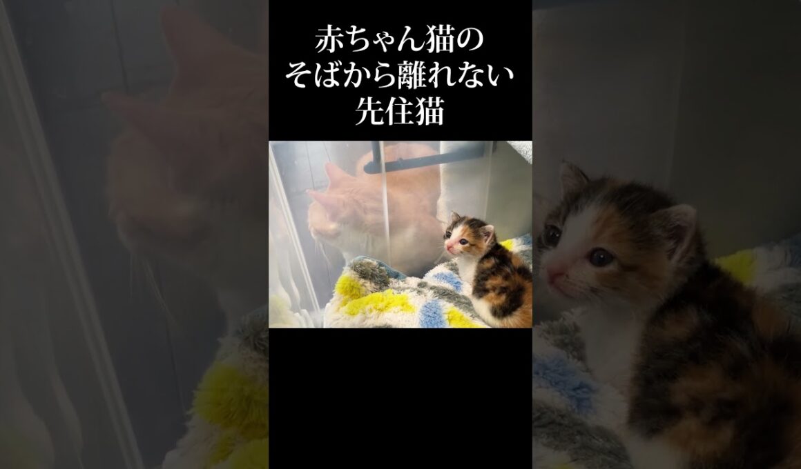 大丈夫だよ #うにむぎはち #子猫