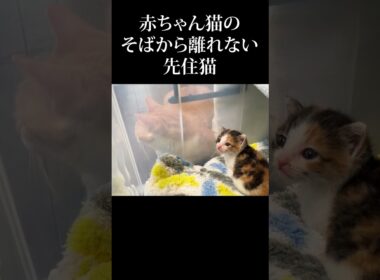 大丈夫だよ #うにむぎはち #子猫