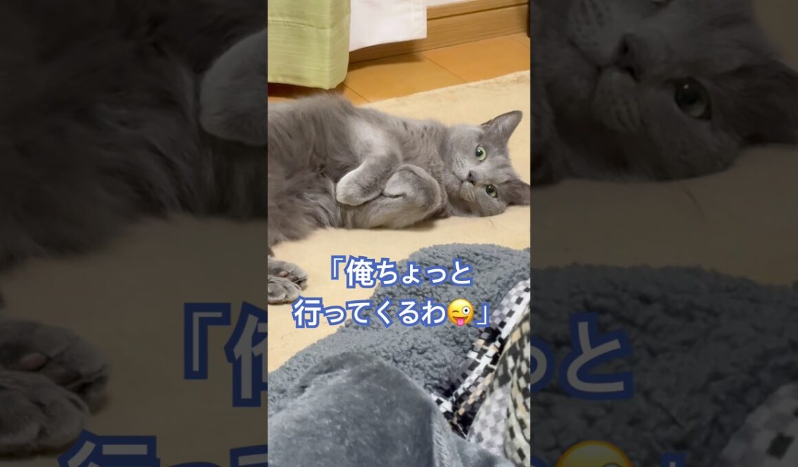 こうゆう男子を成敗する猫❤️ #猫 #ロシアンブルー #catshorts #shorts