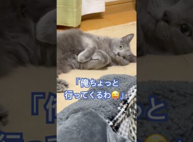 こうゆう男子を成敗する猫❤️ #猫 #ロシアンブルー #catshorts #shorts