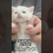 子猫の必須科目・膝上ダンス ♪( ΦωΦو(و "ｽﾞﾝﾁｬﾁｬ♪( ◜ω◝و(و"   #cat #kitten #猫 #子猫 #ねこ #こねこ #shorts #保護猫