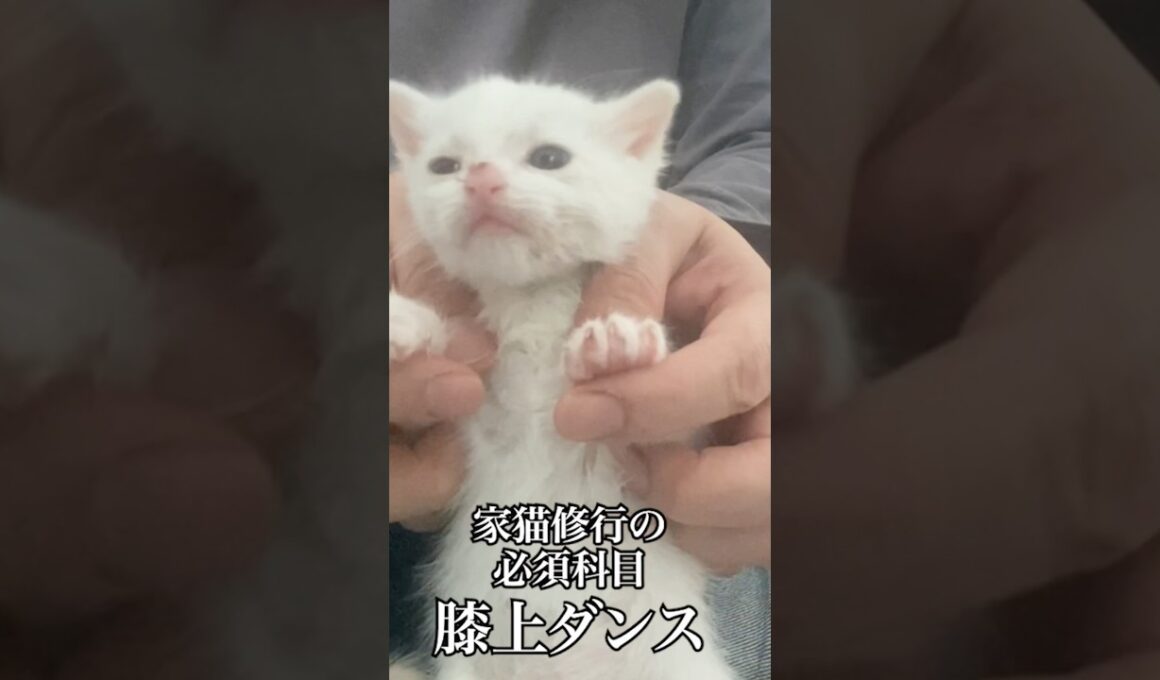 子猫の必須科目・膝上ダンス ♪( ΦωΦو(و "ｽﾞﾝﾁｬﾁｬ♪( ◜ω◝و(و"   #cat #kitten #猫 #子猫 #ねこ #こねこ #shorts #保護猫