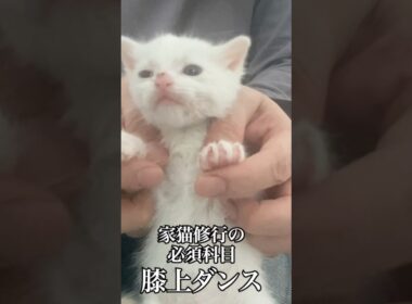 子猫の必須科目・膝上ダンス ♪( ΦωΦو(و "ｽﾞﾝﾁｬﾁｬ♪( ◜ω◝و(و"   #cat #kitten #猫 #子猫 #ねこ #こねこ #shorts #保護猫