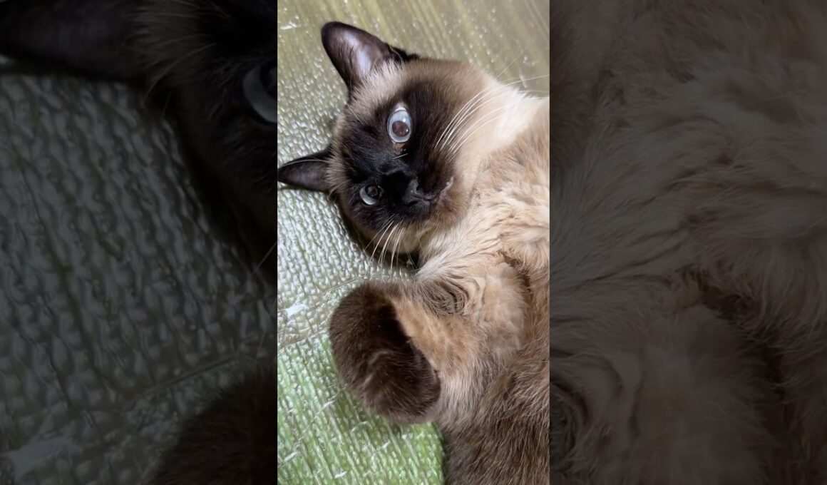 推しのシャム猫のふくさん【たぬき猫】 #shorts  #猫のいる暮らし #cat #ねこ #しゃむねこ#cute