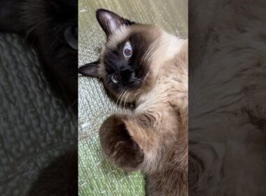 推しのシャム猫のふくさん【たぬき猫】 #shorts  #猫のいる暮らし #cat #ねこ #しゃむねこ#cute