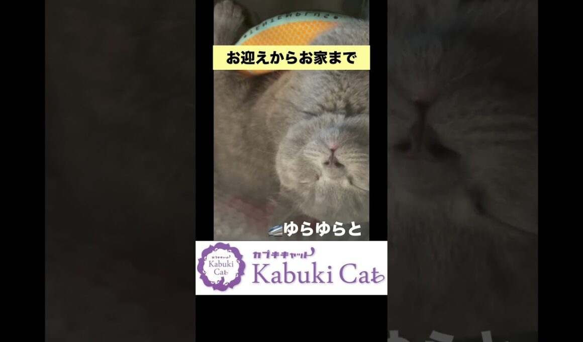 いってらっしゃい【シャルトリュー✖️ブリティッシュ子猫】家族の元へ #シャルトリュー #子猫  #ブリティッシュショートヘア